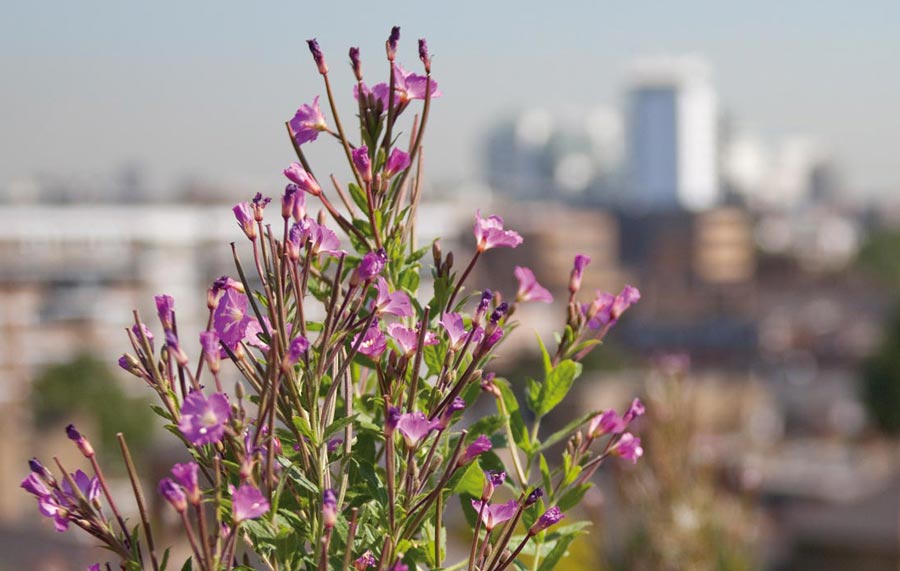 Biodiverse green roof