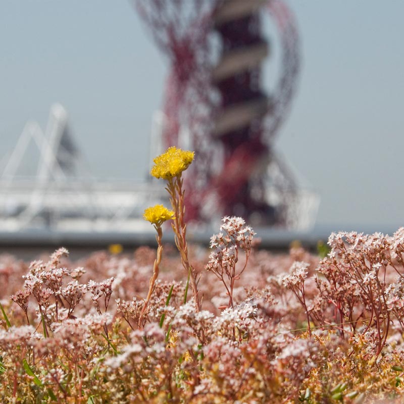 Olympic Village