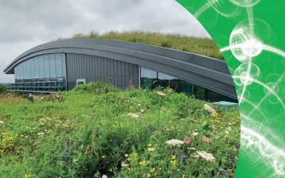 What Can You Grow On A Green Roof?