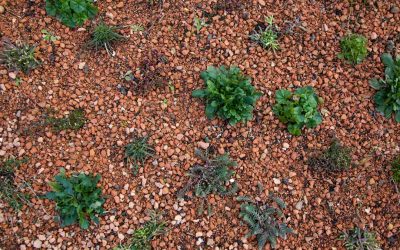 How To Establish Plants On A Green Roof