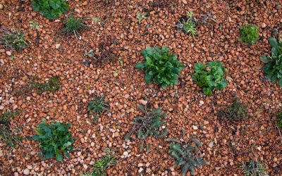 New E-Learning Course Unravels The Mysteries Of Green Roofing