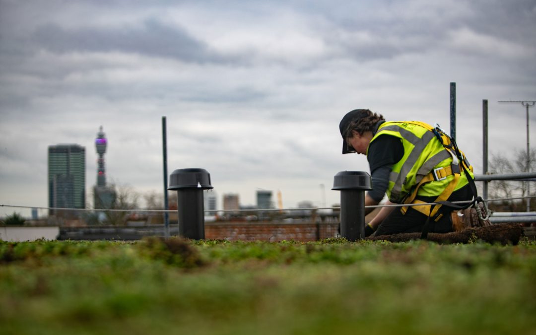 green roof maintenance technician at work