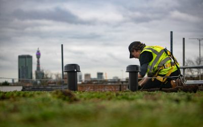 How Do Green Roofs Work?