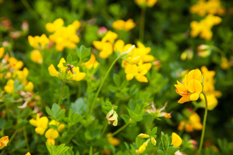 birds foot trefoil a useful plant to grow on a green roof