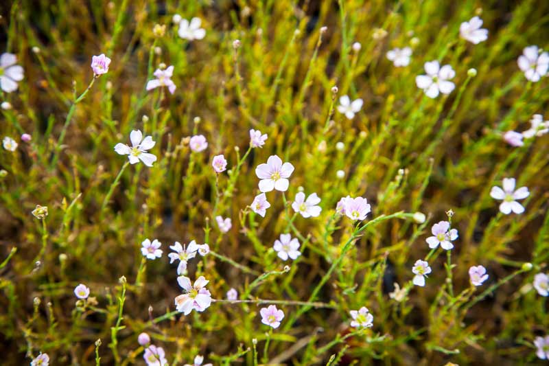 pretty white flowers and delicate foliage of petrorhagia saxifraga, the tunic flower