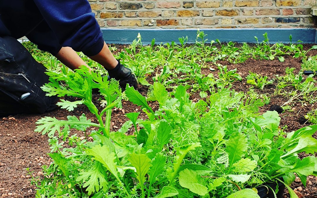 wildflower plug planting as part of spring and summer green roof maintenance regime