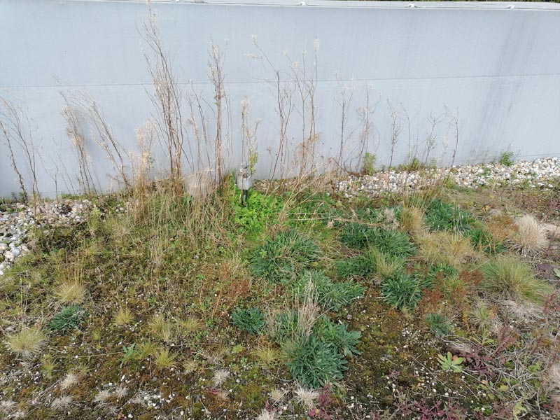 poorly maintained area of a living roof with ingress of moss and unwanted plant species