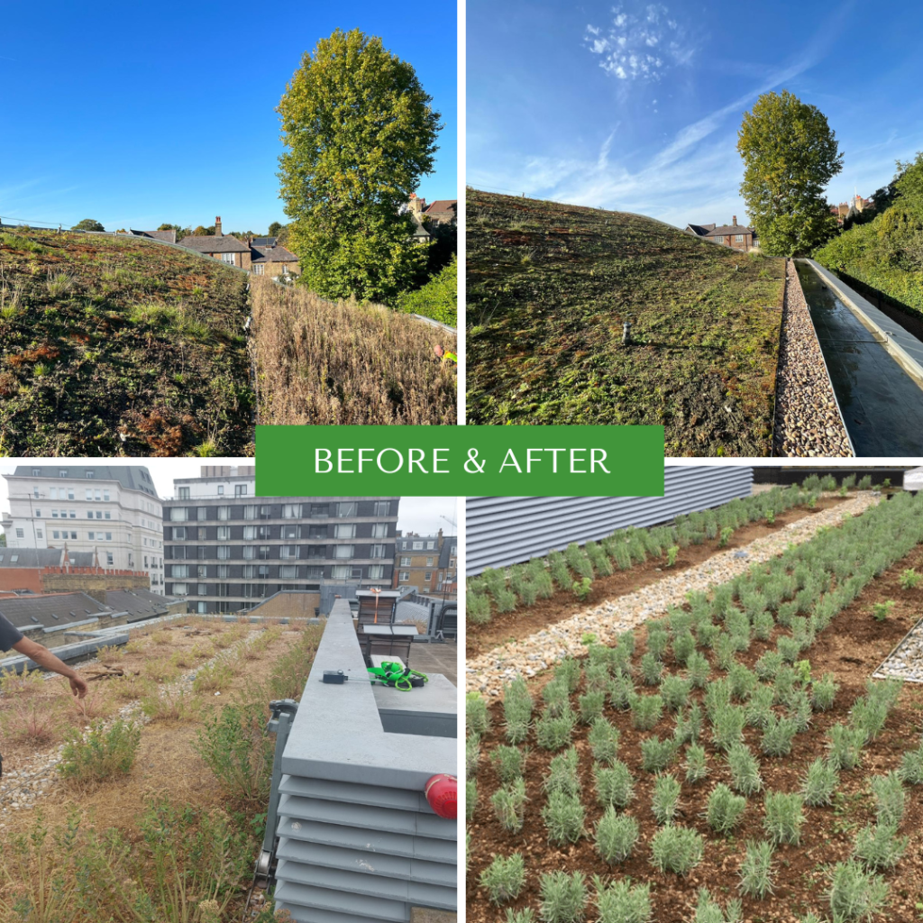 Four images showing the effectiveness of spring and summer green roof maintenance