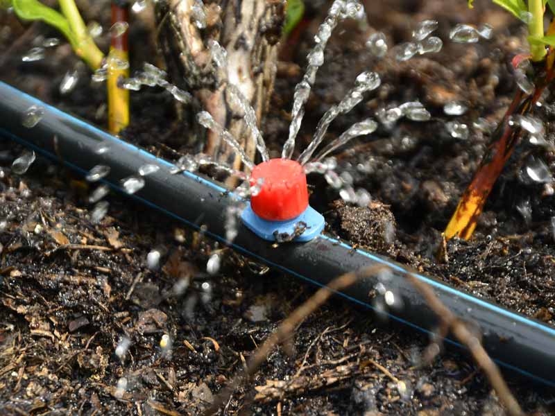 drip irrigation pipe with water coming from a red faucet