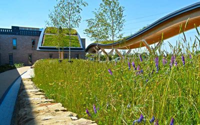 How Are Green Roof Vegetation Mats Grown?