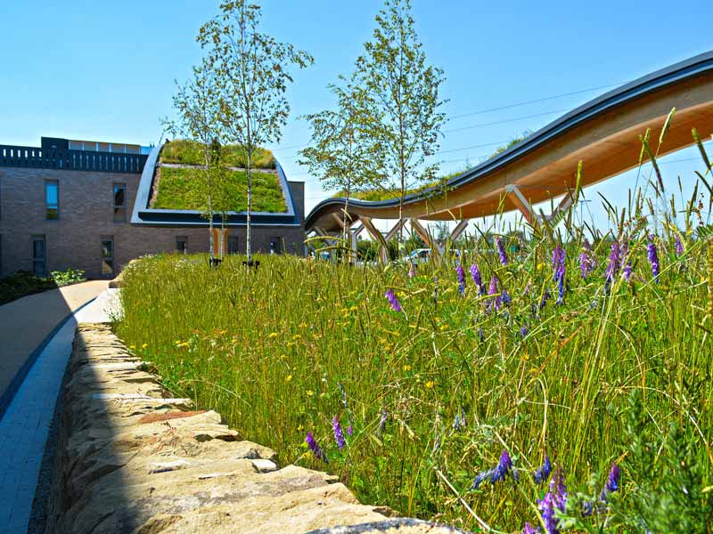 biodiverse green roof connecting the building with a wildflower meadow