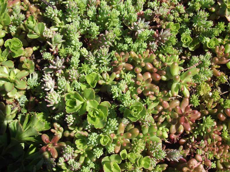 mixed sedum species in green roof vegetation mats