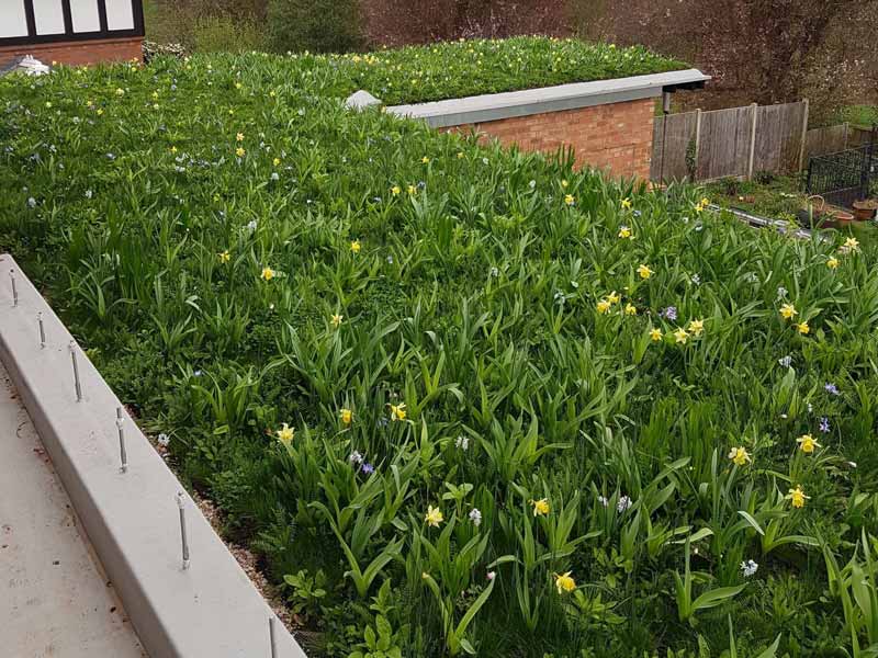 wildflower vegetation mats underplantedwith spring bulbs on a living roof