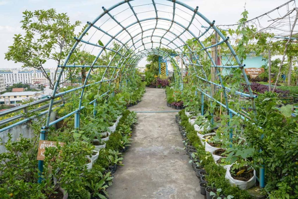 food growing on an urban green roof