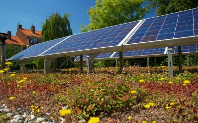 Green Roof Maintenance in Summer – Tips for Hot, Dry Weather