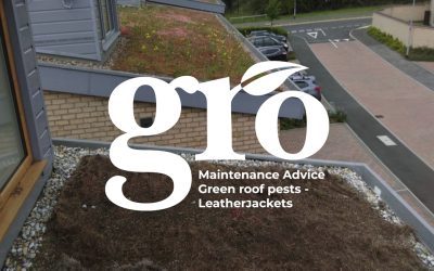 Maintenance advice – Green roof pests – Leatherjackets