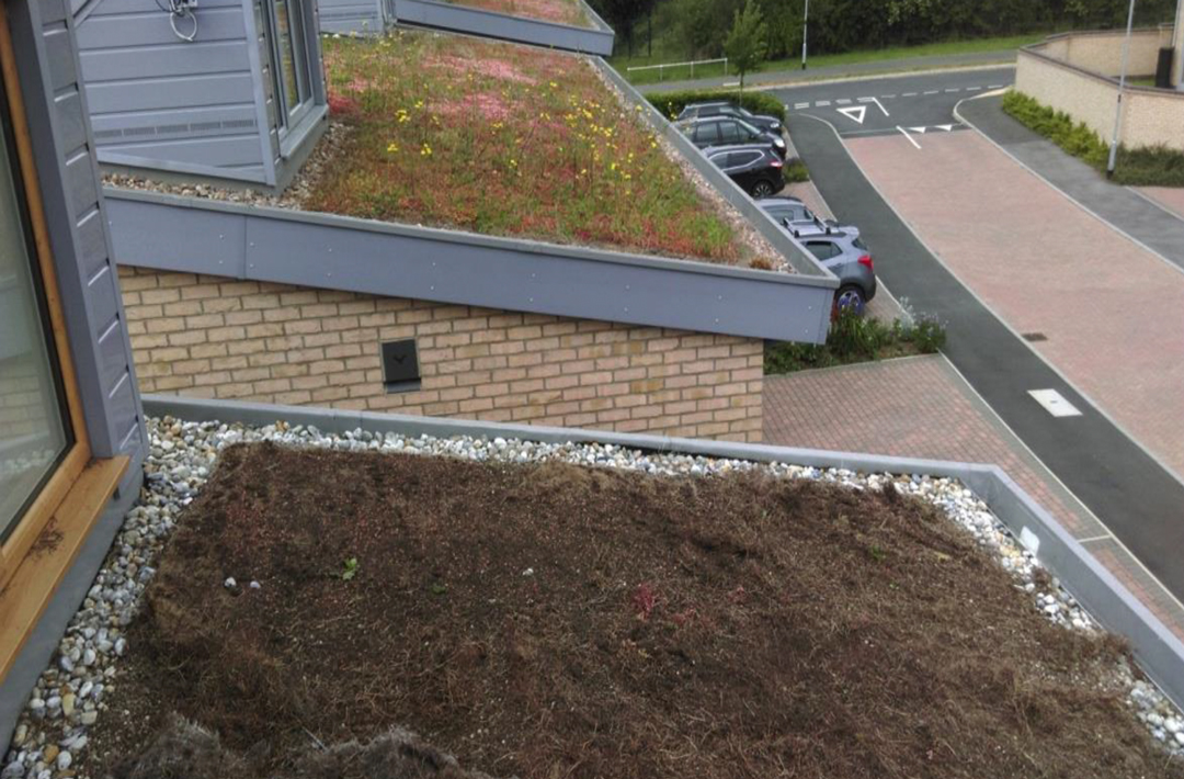 Extensive green roof suffering form the effects of leatherjackets