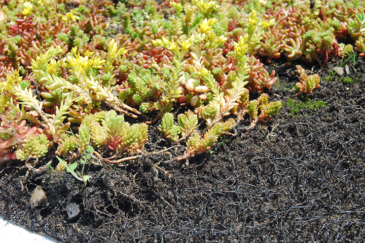 SikaRoof® Sedum Blanket